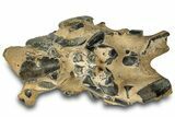 Fossil Mud Lobster (Thalassina) - Gunn Poin, Australia #307793-1